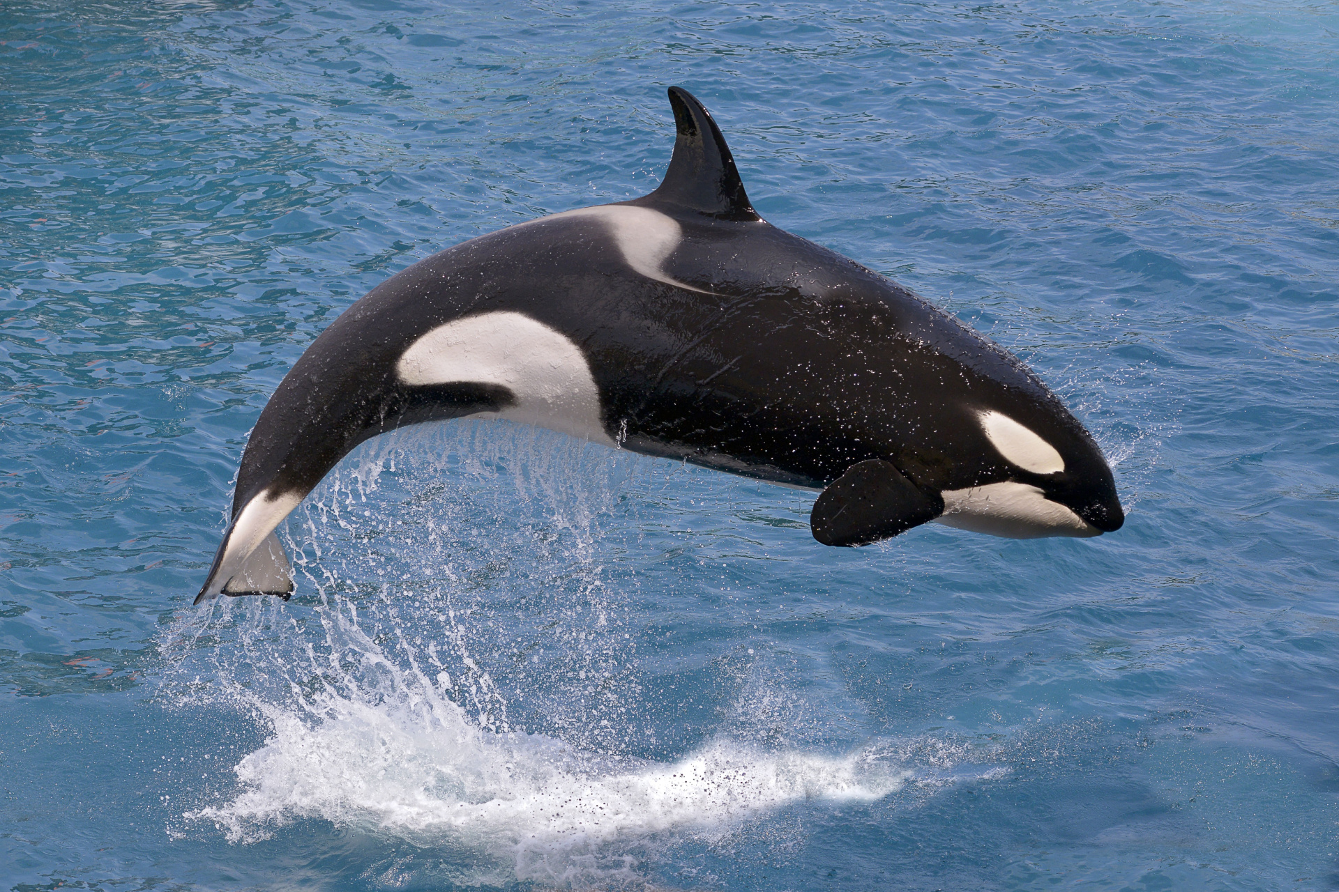 blackfish orca